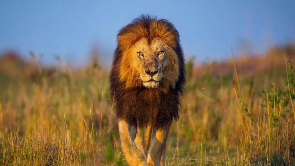 5-day comfort safari experience