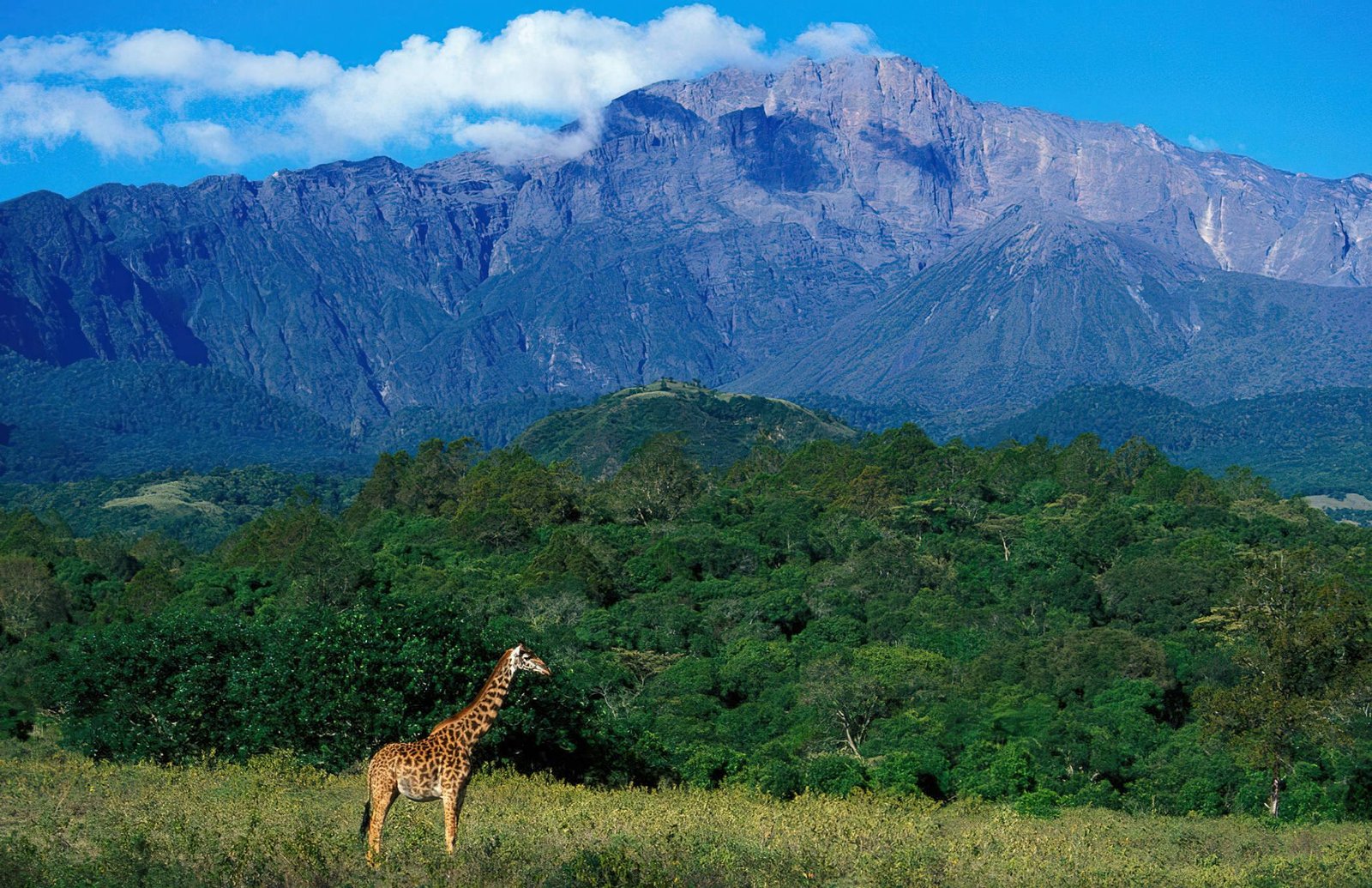 Arusha_National_Park_Mount_Meru_Girrafe