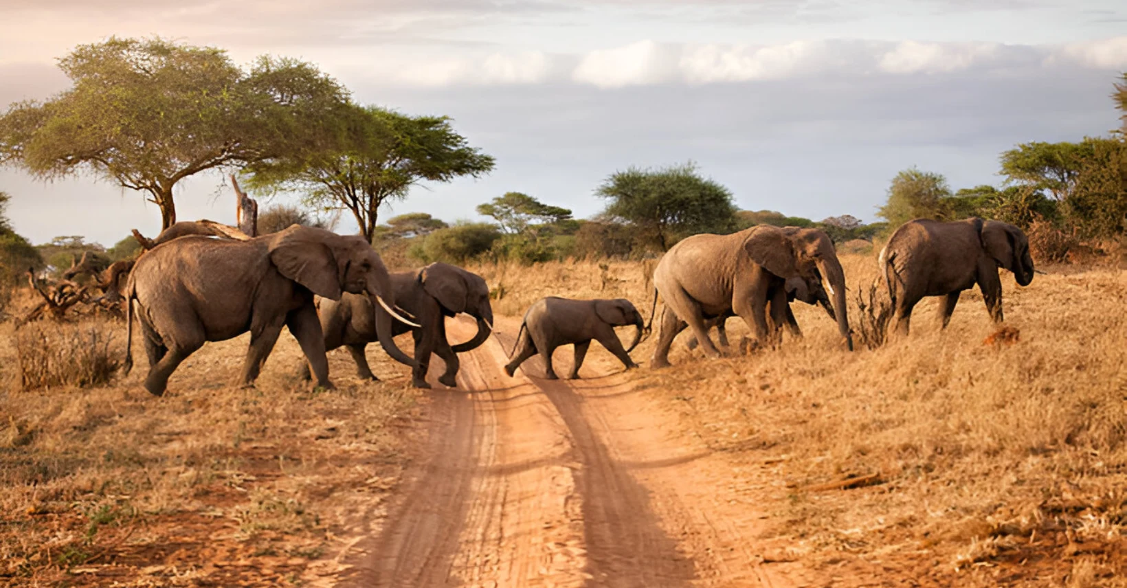 Elephant in Tarangire national park