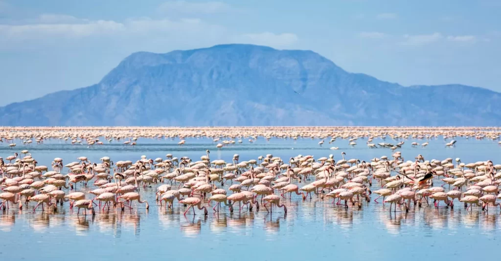 Lake Natron Tanzania flamingos