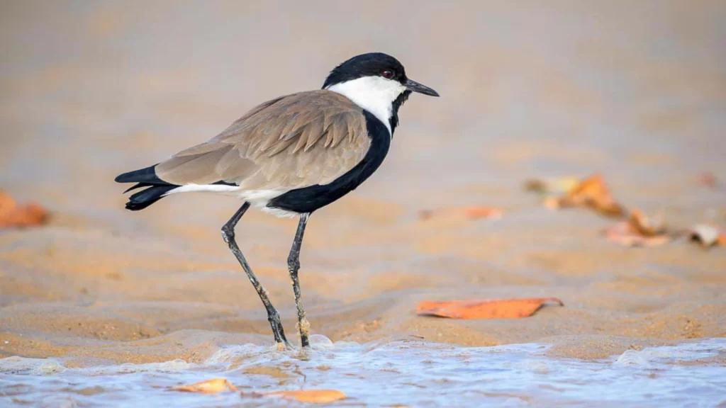 Spur-winged lapwing