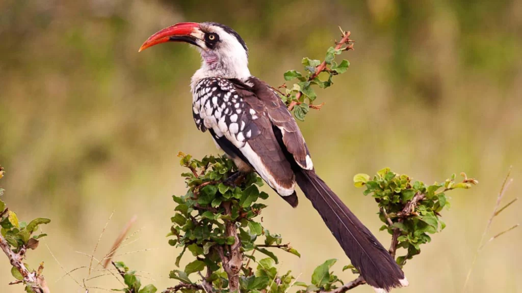 Tanzania red billed hornbill