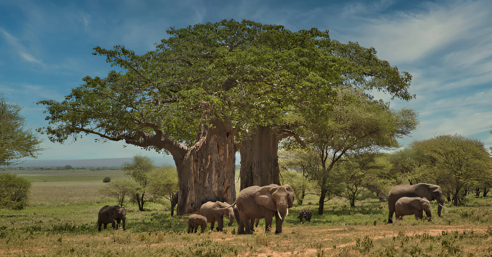 Tarangire national park Tanzania