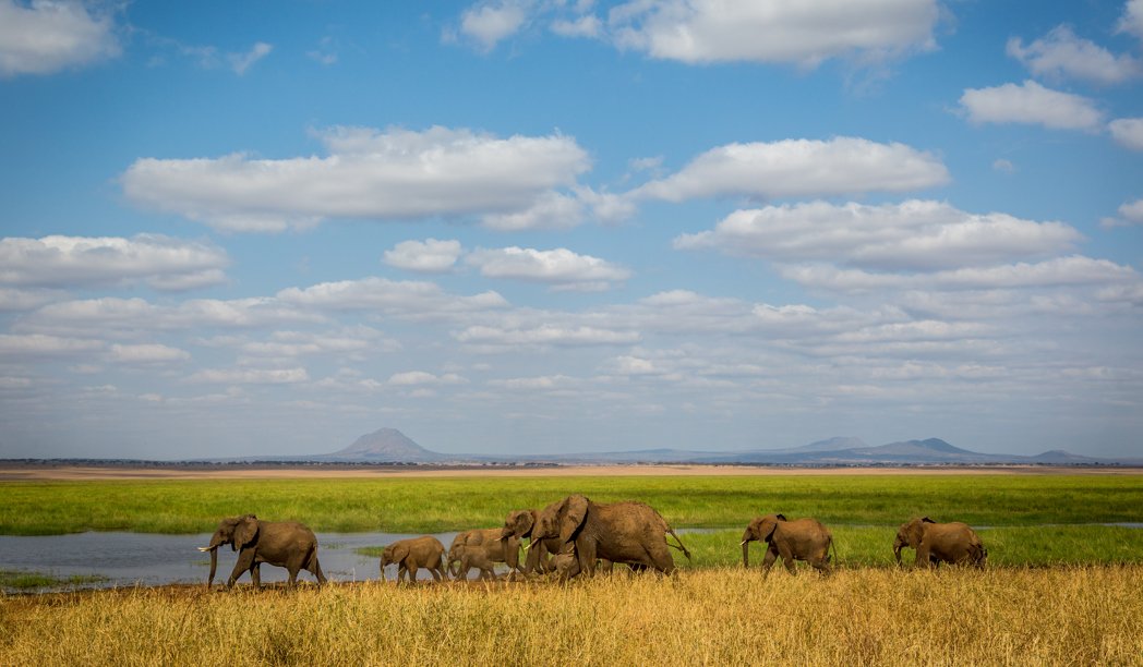 Tarangire national park