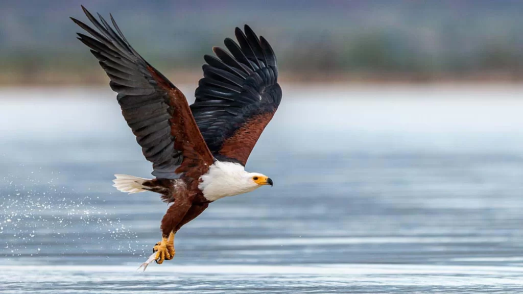 african fish eagle