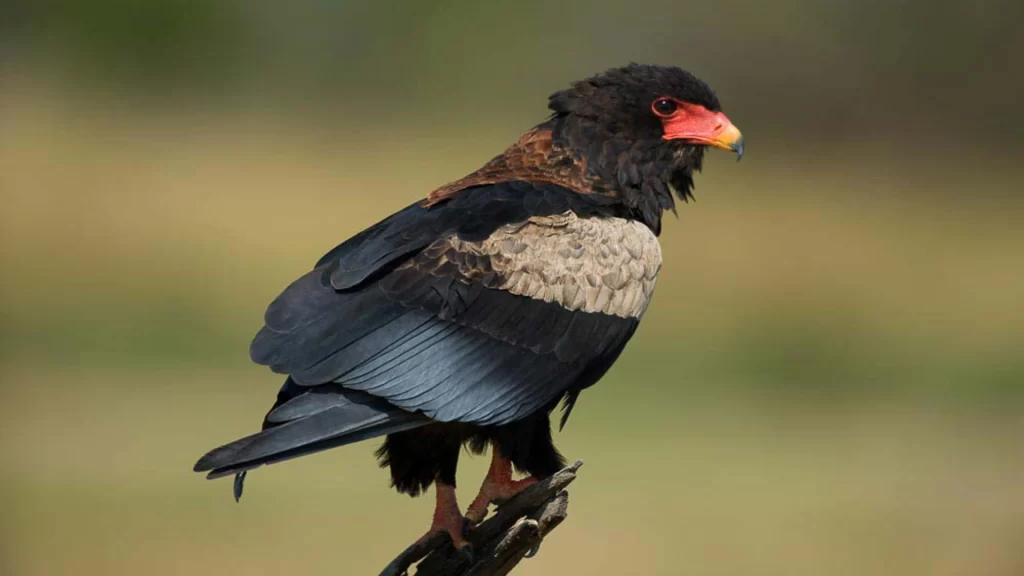 bateleur