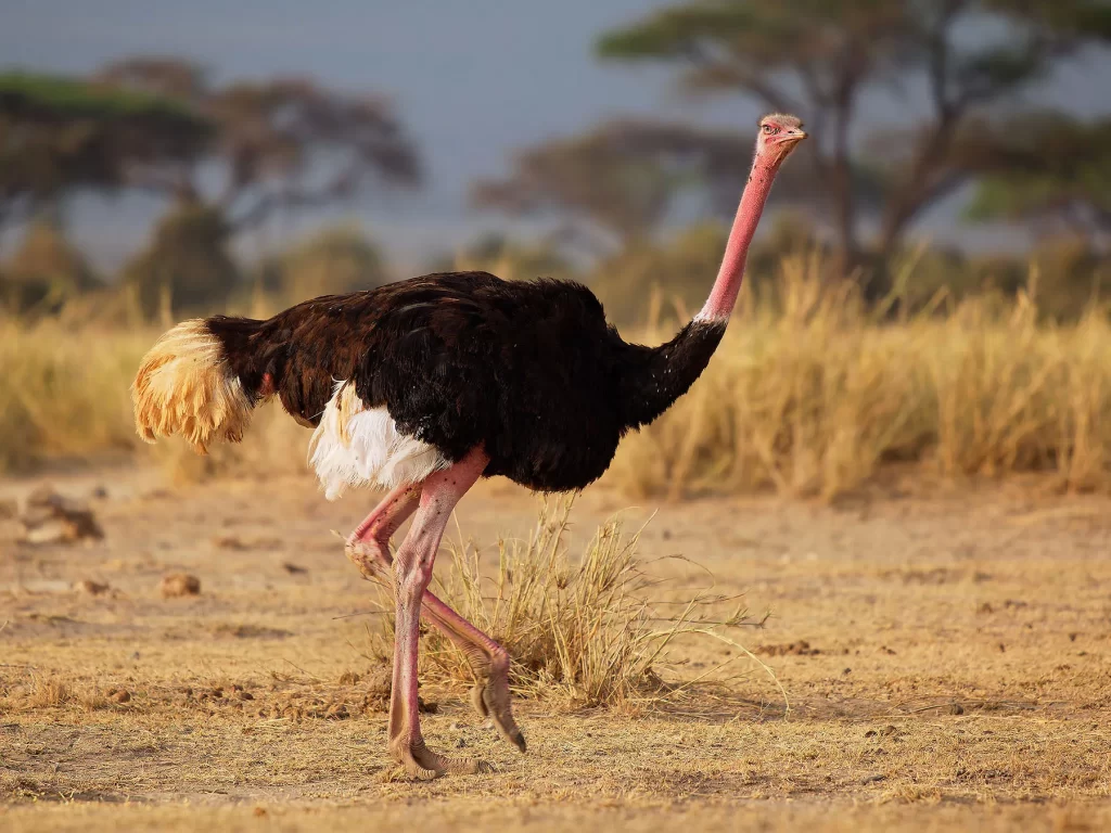 common ostrich