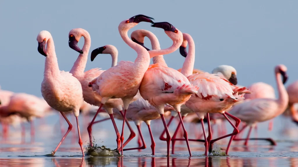 bird watching lesser flamingo lake natron