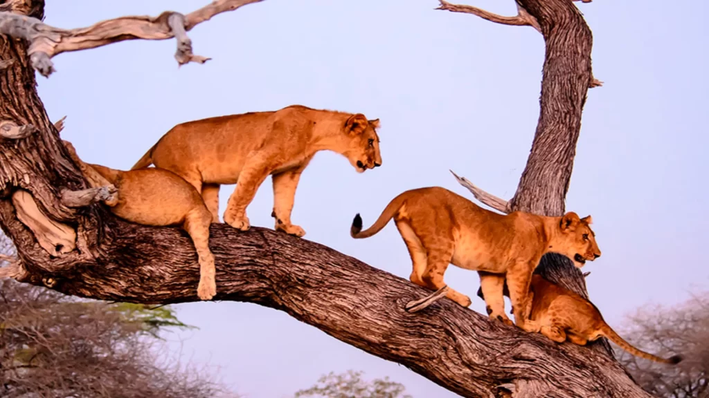 lake manyara national park