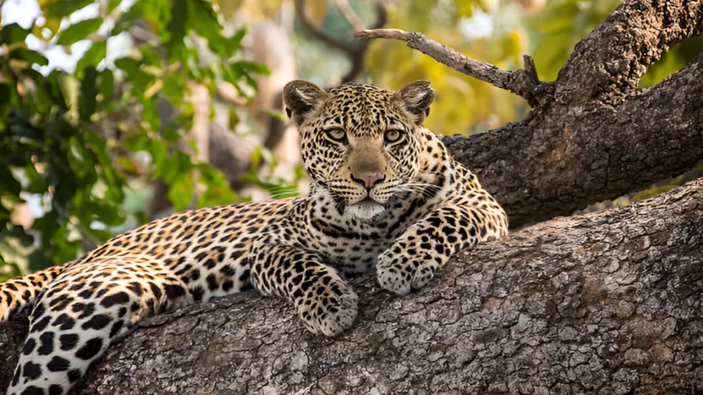 ruaha national park