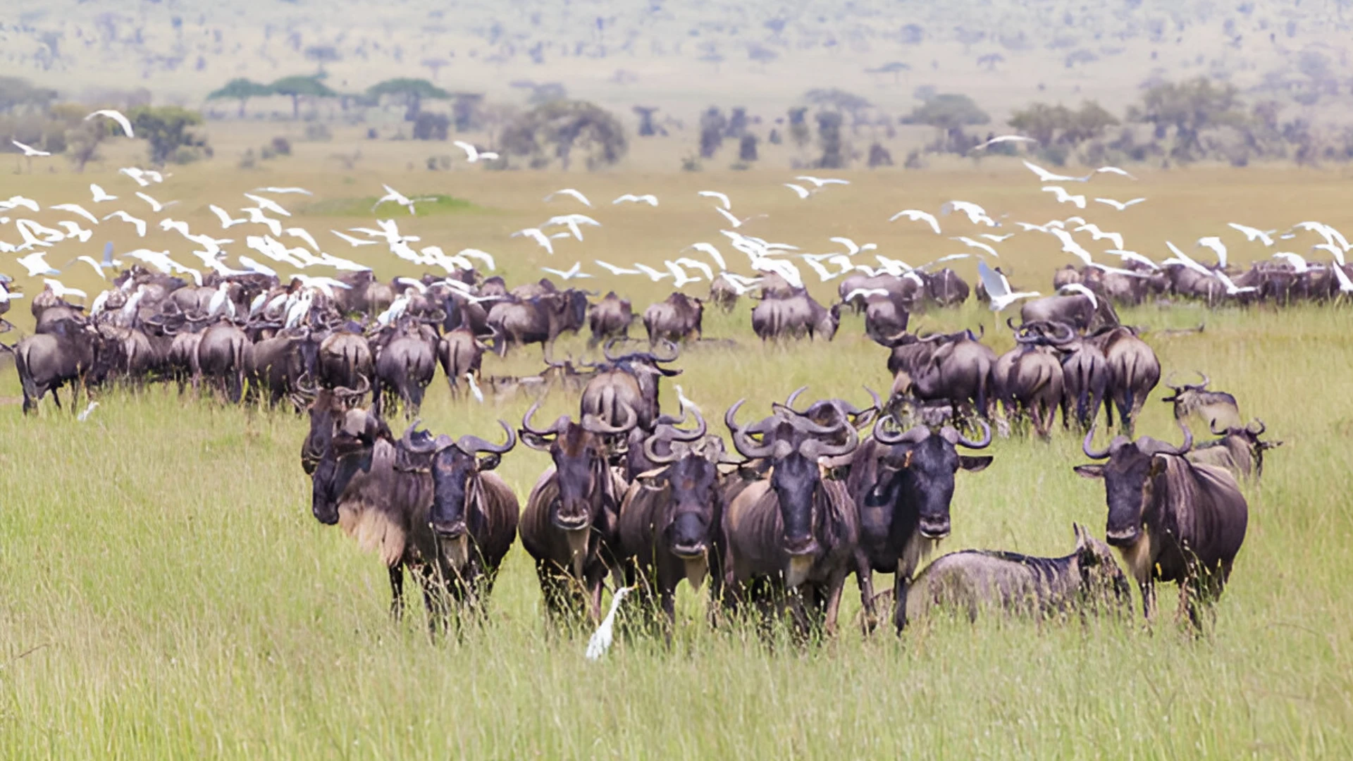 serengeti-national-Park
