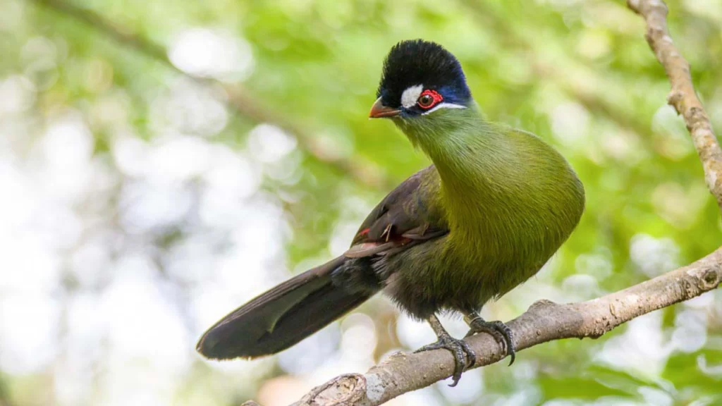 Hartlaub's Turaco