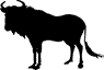 Wildebeest
