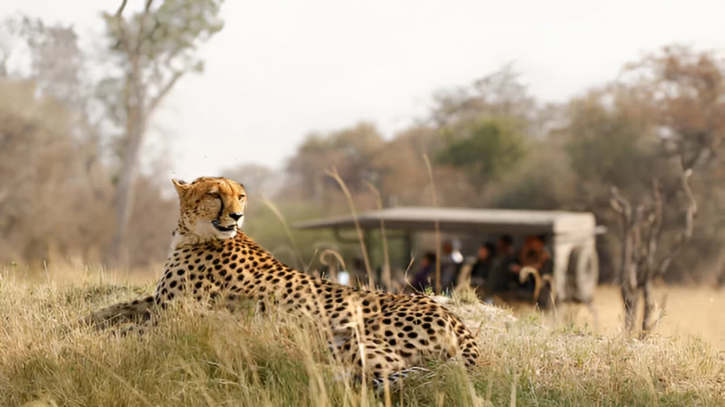 Safari Tansania 9 Tage Grosse Tierwanderung