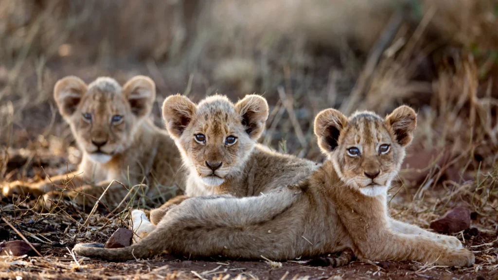 A Complete Guide to Tanzania's National Parks