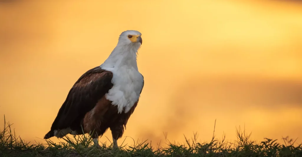 Vögel Tansania: Paradies für Vogelbeobachtungs-Safaris