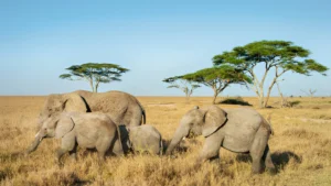 serengeti national park, Big Five Tansania