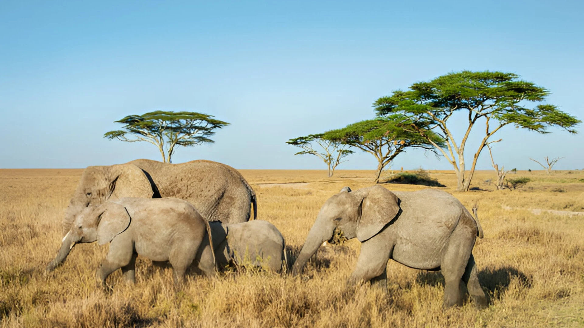 serengeti national park, Big Five Tansania