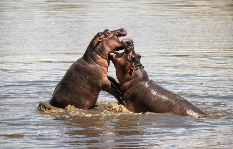 Tanzania-Grumeti-Serengeti-River-Lodge-Room-Family-Suite-bedroom-views_2-1200x767
