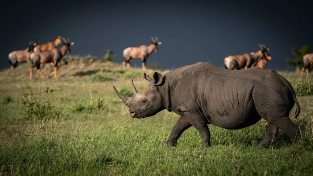 big five safari tansania