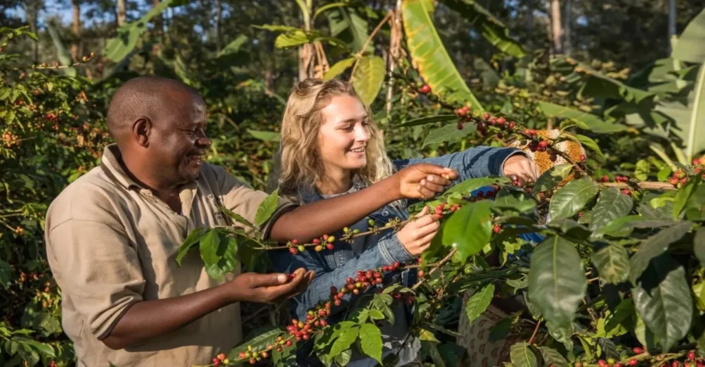 Tansania Kaffeeplantagen Besuch: Von der Bohne zur Tasse