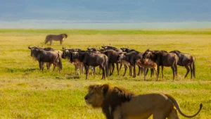 beste Reisezeit Safari Kenia und Tansania