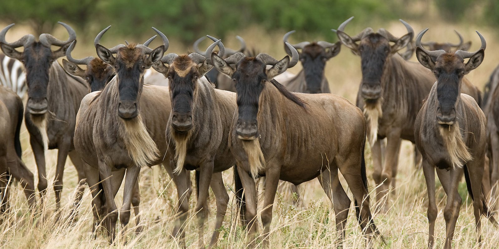 olakira-camp-wildebeest-serengeti