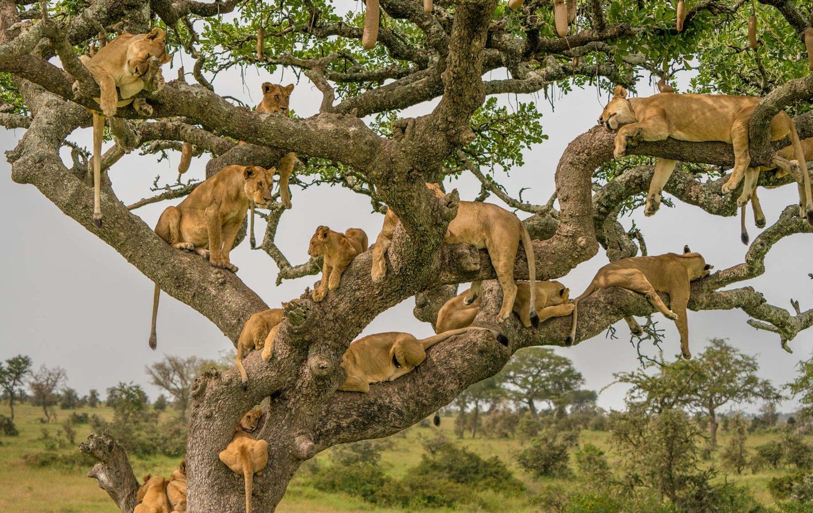 serengeti-national-park