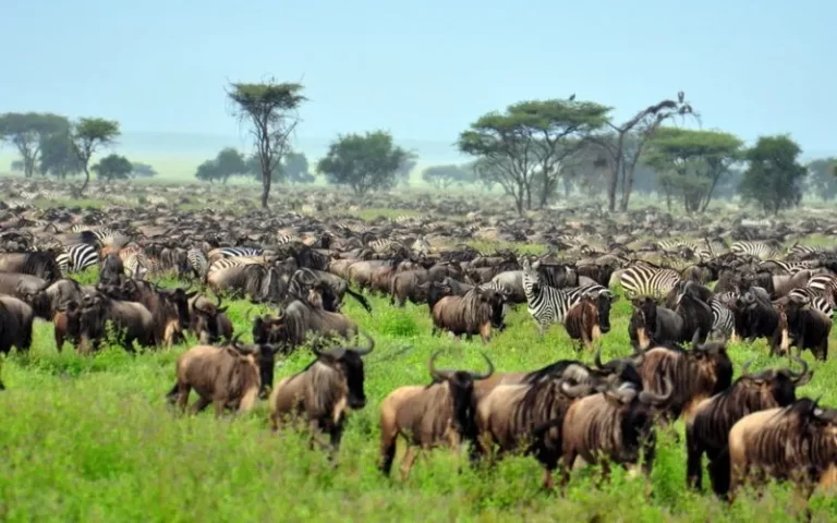 serengeti safari and tours