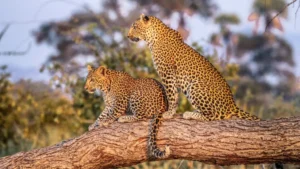 tanzania-in-june, Mkomazi Nationalpark Safari