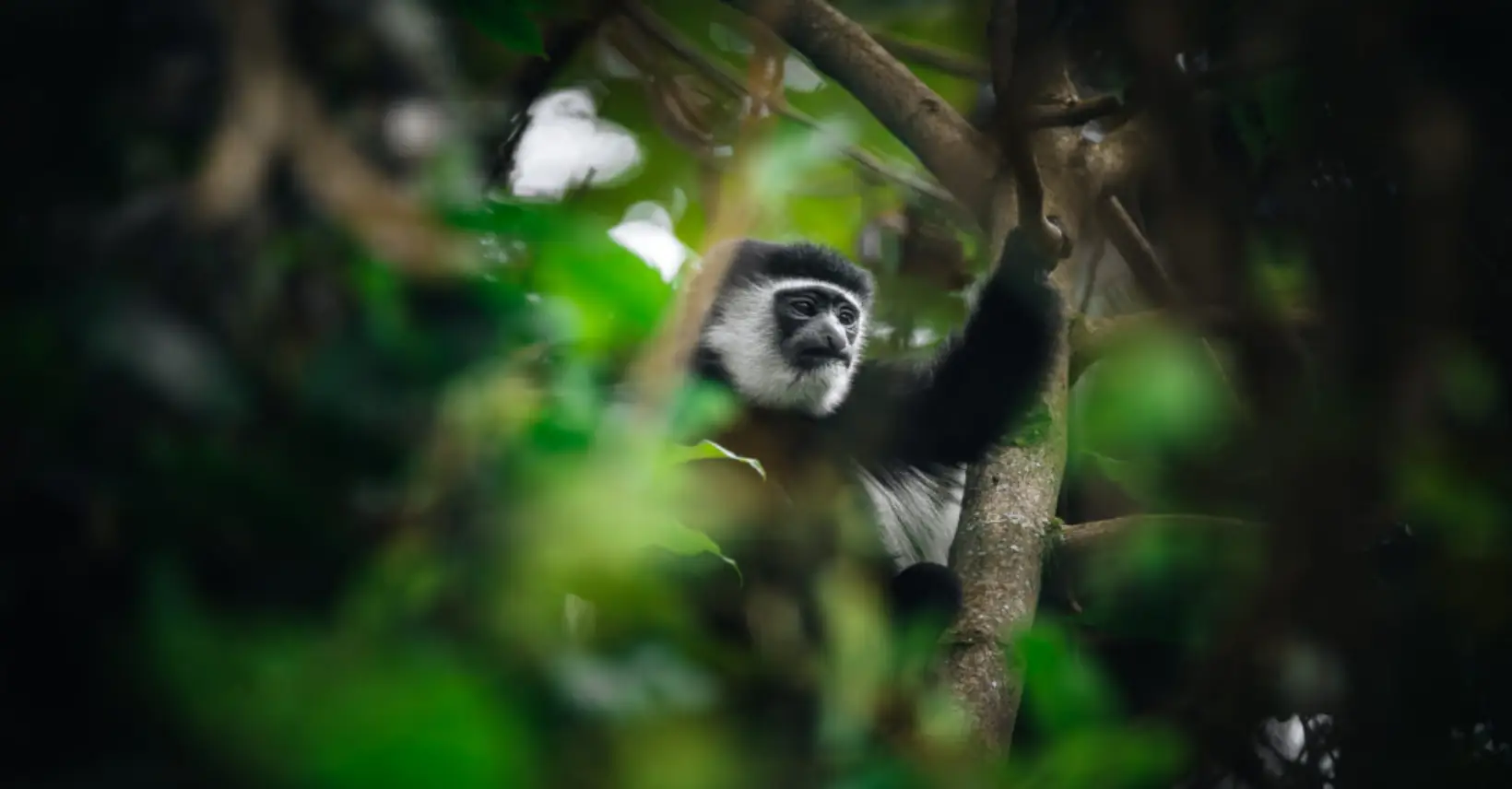 Londorossi Gate to Mti Mkubwa