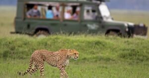 Why January Is the Best Safari in January, Safari Kleidung Tansania