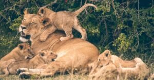 Why Visiting Africa in January Ranks Among the Best Safari Months