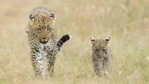 11 Tage Safari Tansania und Sansibar Strandurlaub