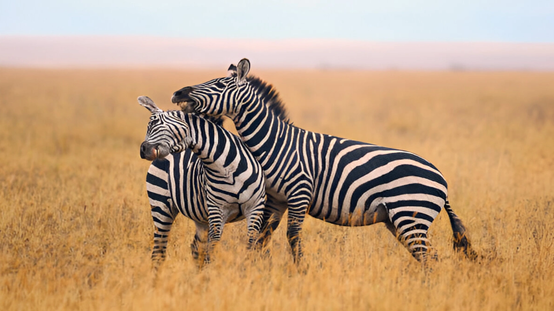 Best Places to Visit in Kenya, Welche Tiere sieht man in der Serengeti