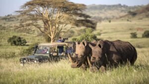 um die Bäume der Serengeti zu sehen?
