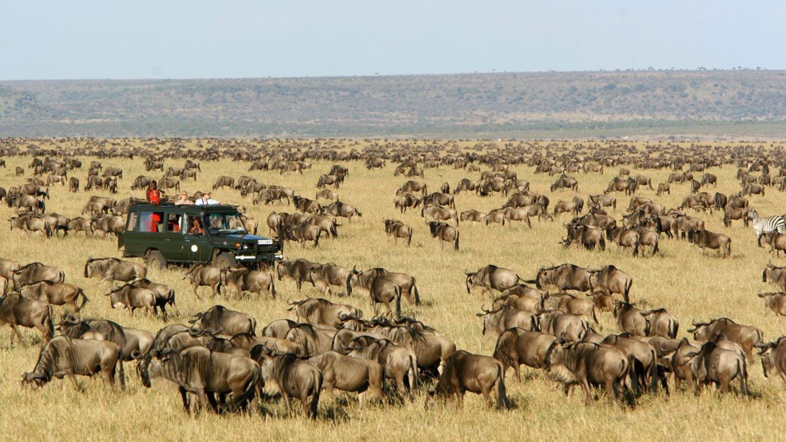 Welche Tiere sieht man in der Serengeti