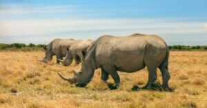 What is the difference between northern and southern white rhino Tansania Fun Facts