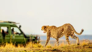 kenya-safari-cost-5,