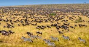 Masai Mara National Reserve,Die Architekten des Tierreichs