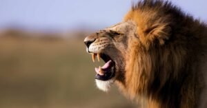 5-day-masai-mara-fly-in-safari, Die Architekten des Tierreichs