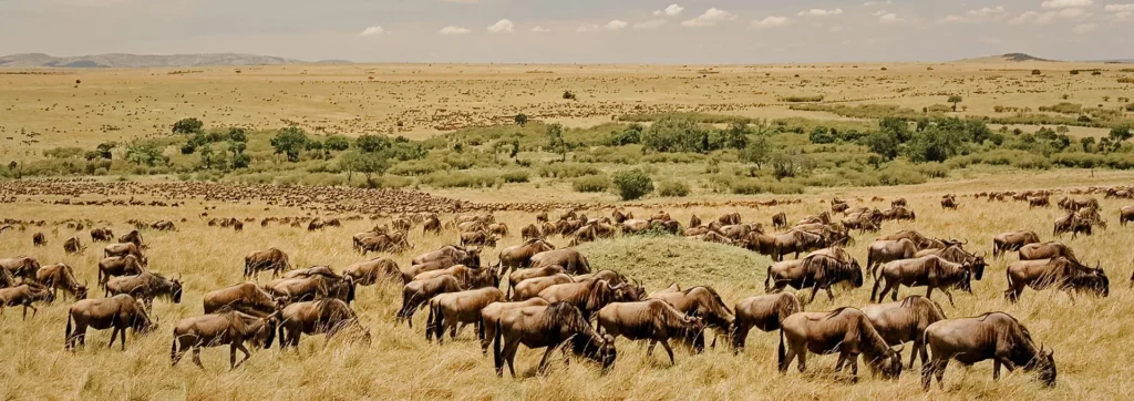 Beste Reisezeit für die Serengeti