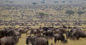 Die beste Reisezeit für Tansania ist von Juni bis Oktober