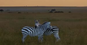Löwenrudel ruht in der trockenen Savanne des Serengeti Nationalparks Tansania