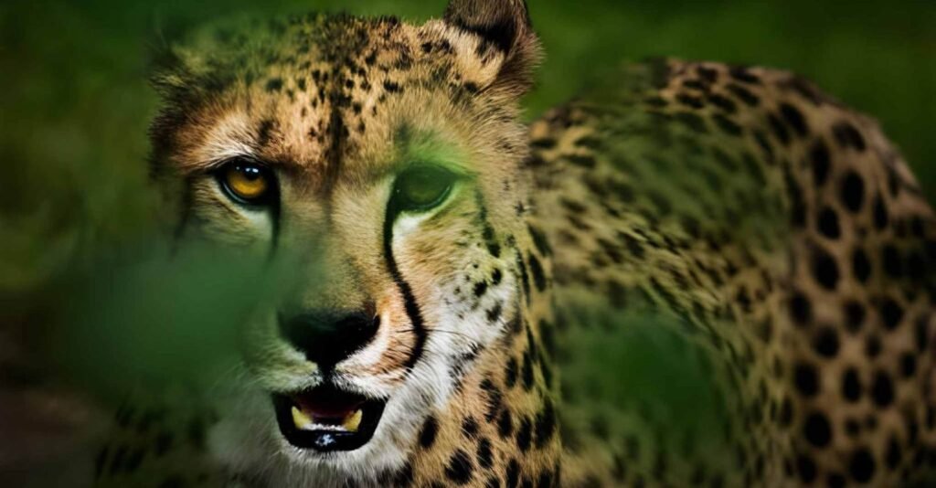 Rundreise Tansania und Sansibar 11 Tage Safari Serengeti Strandurlaub Sansibar