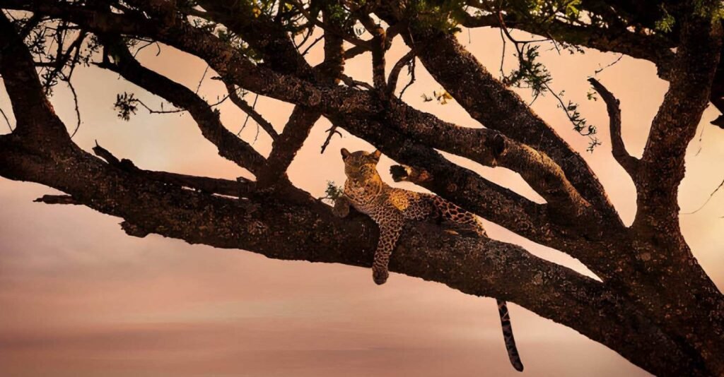 Tansania Safari und Sansibar in 10 Tage | Safari & Strand