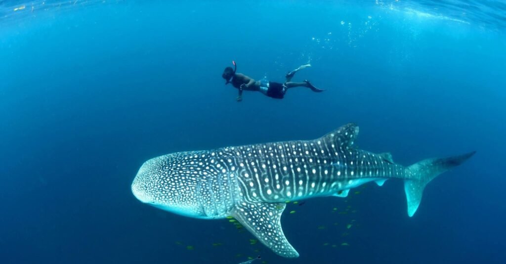Walhai schwimmt vor Mafia Island im Indischen Ozean Tansania