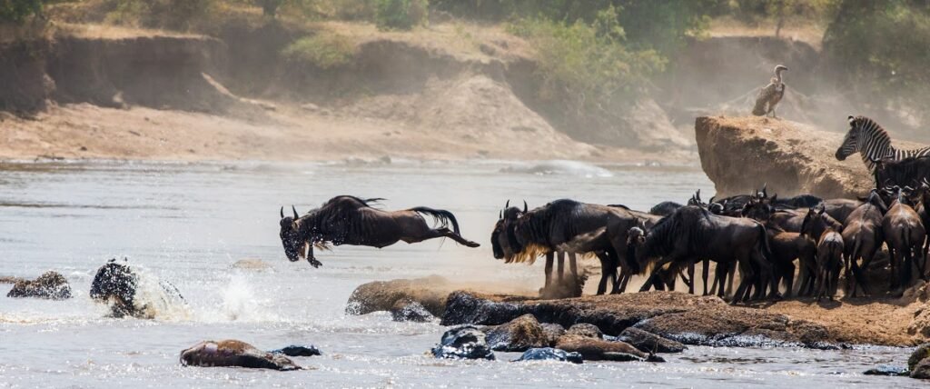 Gnus überqueren den Mara Fluss in der Serengeti umgeben von Krokodilen Tansania