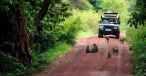 5 Tage Safari Tansania – Unvergessliche Wildnis erleben, Tansania im Oktober erleben