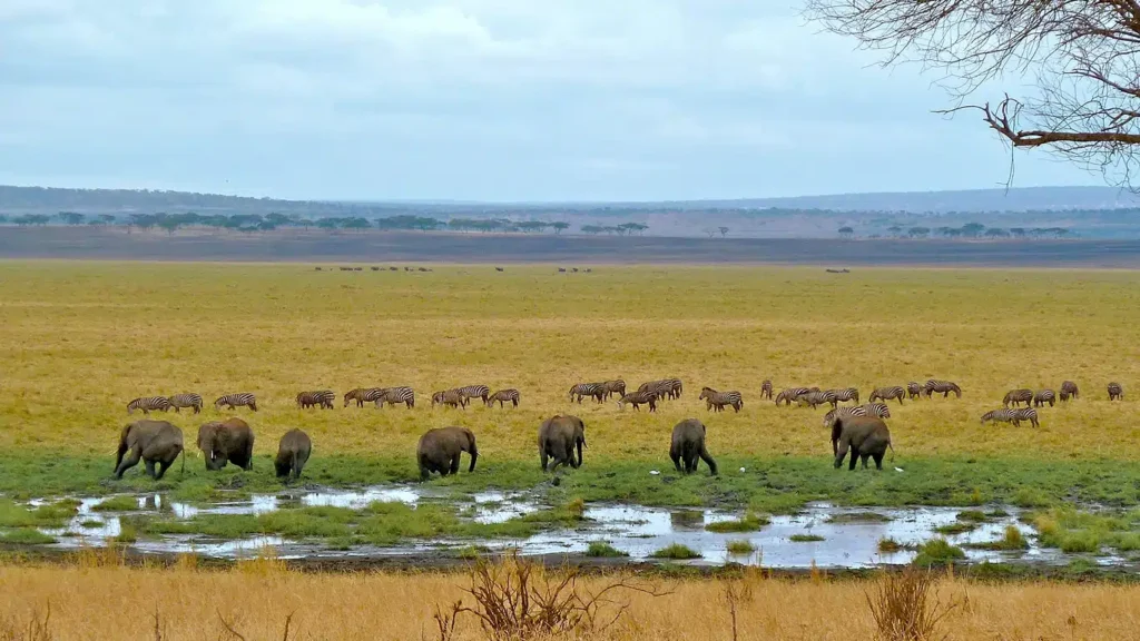 Die Silale Swamps – eine versteckte Oase